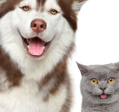 3D Print Your Dog (or Cat!)