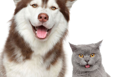 3D Print Your Dog (or Cat!)